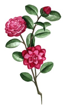 El boyası çiçek unsurları ayarlandı. Okaliptüs, lale, şakayık, şakayık, şakayık çiçeği ve yaprakların suluboya çizimi. Doğal nesneler