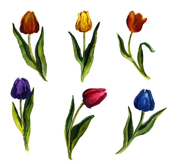 Ensemble d'éléments floraux peints à la main. Illustration botanique aquarelle d'eucalyptus, tulipes, pivoines, fleurs et feuilles d'anémones. Objets naturels — Photo
