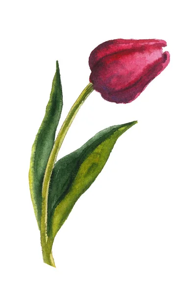 Conjunto de elementos florais pintados à mão. Ilustração botânica aquarela de eucalipto, tulipa, peônia, flores de anêmona e folhas. Objectivos naturais — Fotografia de Stock