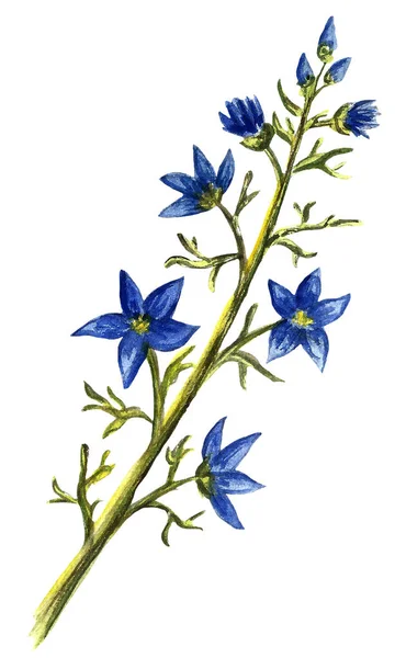 Handmålade blommiga element som. Akvarell botanisk illustration av eukalyptus, tulpan, pion, anemon blommor och blad. Naturliga föremål — Stockfoto
