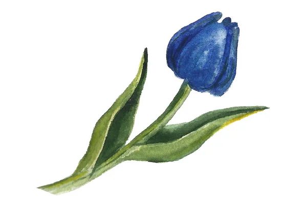Ensemble d'éléments floraux peints à la main. Illustration botanique aquarelle d'eucalyptus, tulipes, pivoines, fleurs et feuilles d'anémones. Objets naturels — Photo
