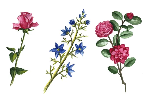 Ručně malované květinové prvky. Akvarel botanické ilustrace eukalyptu, tulipán, pivoňka, sasanky květiny a listy. Přírodní objekty — Stock fotografie