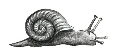 Şirin salyangoz çizgi filmi, komik etnik çizimler seti. Elle çizim, kalem..