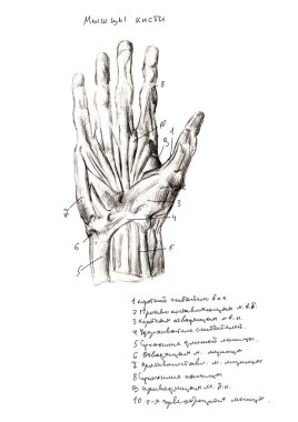 Bir dizi anatomi insan eli kemikleri ezer. El çizimi kalem çizimi. Beyazda izole edilmiş. Vücut, insanlar, erkek, kadın