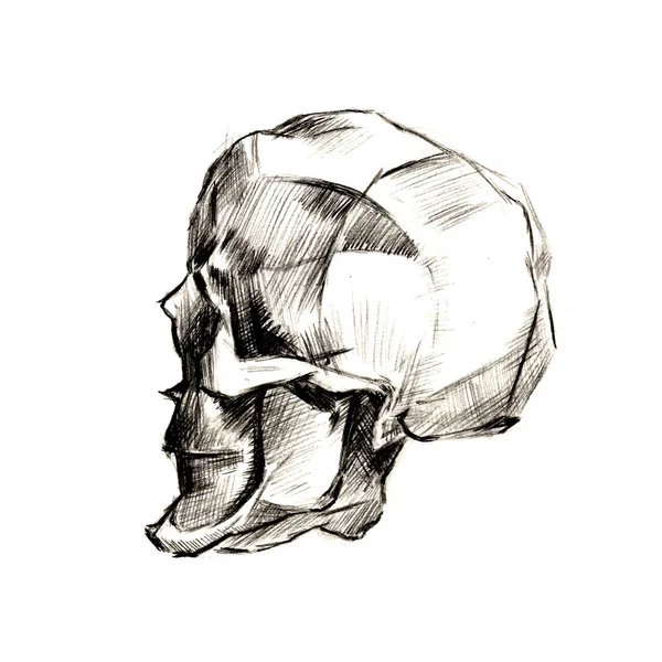 Set of anatomy human hand scull bones. Hand drawn pencil illustration. Isolated on white. Body, people, man, woman — ストック写真