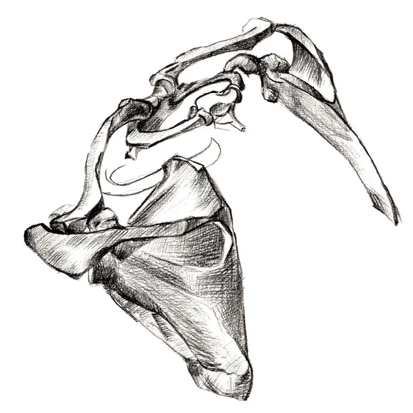 Conjunto de huesos humanos anatómicos de la mano. Ilustración dibujada a mano. Aislado sobre blanco. Cuerpo, gente, hombre, mujer —  Fotos de Stock