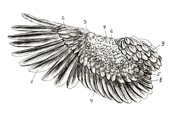 Grafiet naturalistische biologie vogel duif Illustratie. Dierlijke botten getekend met potlood. Scince, zoölogie — Stockfoto