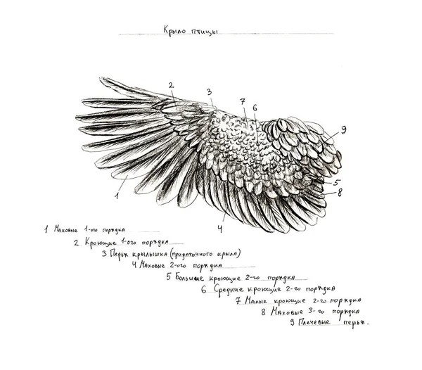 Grafiet naturalistische biologie vogel duif Illustratie. Dierlijke botten getekend met potlood. Scince, zoölogie — Stockfoto