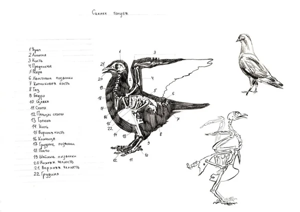 Grafiet naturalistische biologie vogel duif Illustratie. Dierlijke botten getekend met potlood. Scince, zoölogie — Stockfoto