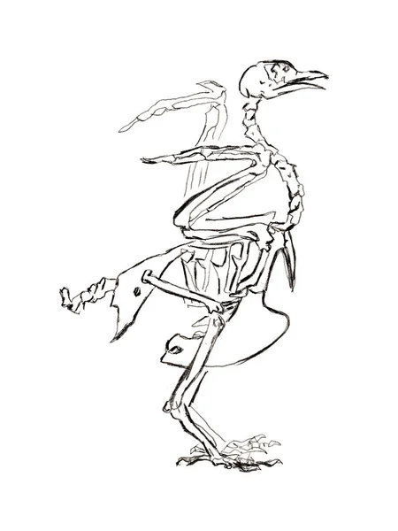 Graphite naturalistic biology bird pigeon Illustration. Animal bones drawn with pencil. Scince, zoology — ストック写真