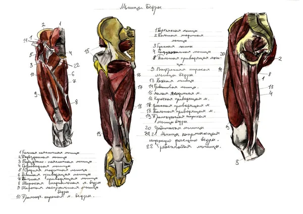 Conjunto de anatomía músculos y huesos humanos. Ilustración acuarela dibujada a mano. Aislado sobre blanco. Cuerpo, gente, hombre, mujer —  Fotos de Stock