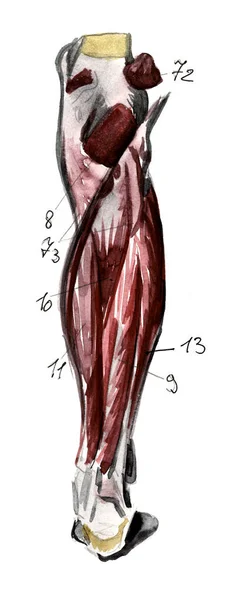 解剖学の人間の筋肉や骨のセット。手描き水彩イラスト。白に隔離されてる体、人、男、女 — ストック写真