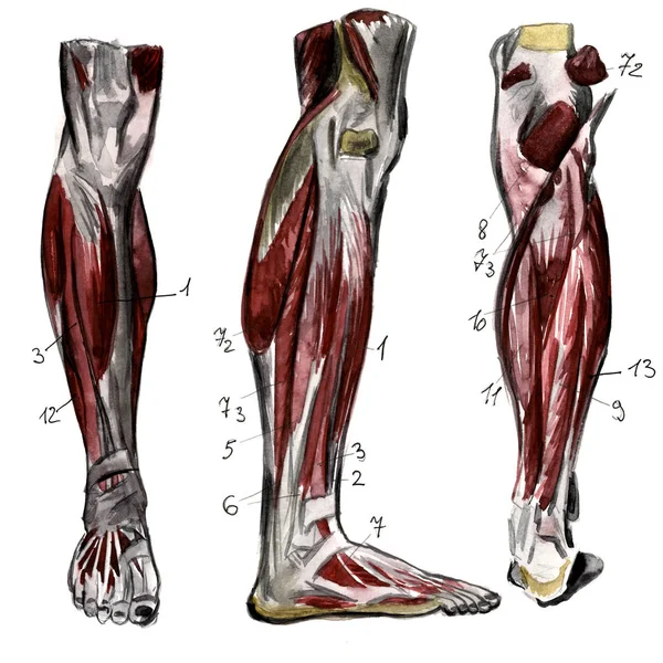 Ensemble d'anatomie des muscles et des os humains. Illustration aquarelle dessinée à la main. Isolé sur blanc. Corps, personnes, homme, femme — Photo