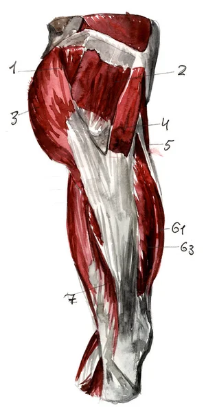 Bir dizi anatomi insan kası ve kemikleri. El çizimi suluboya çizimi. Beyazda izole edilmiş. Vücut, insanlar, erkek, kadın — Stok fotoğraf