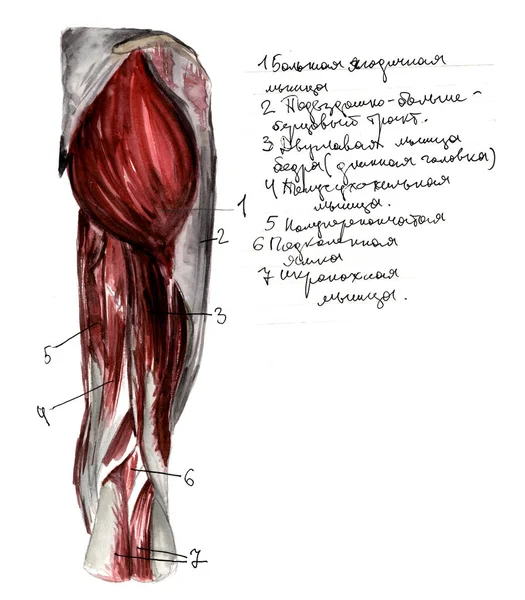 Conjunto de anatomia músculos e ossos humanos. ilustração aquarela desenhada à mão. Isolado em branco. Corpo, pessoas, homem, mulher — Fotografia de Stock