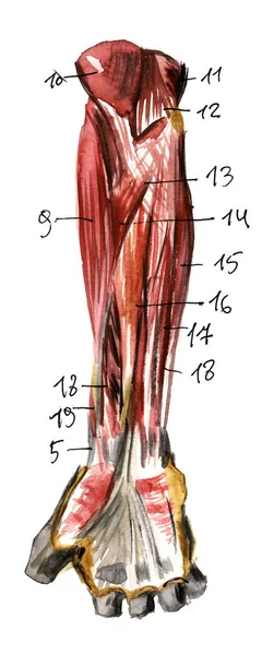 Набір анатомії людських м'язів і кісток. Ручна намальована акварельна ілюстрація. Ізольовані на білому. Тіло, люди, чоловік, жінка — стокове фото
