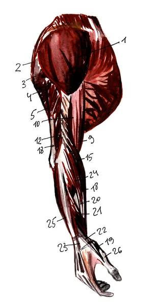 Conjunto de anatomía músculos y huesos humanos. Ilustración acuarela dibujada a mano. Aislado sobre blanco. Cuerpo, gente, hombre, mujer — Foto de Stock