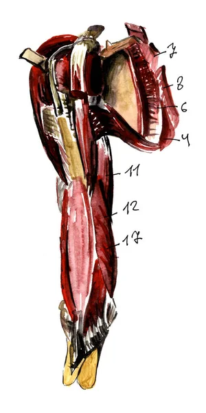 Набор анатомии человеческих мышц и костей. Ручной рисунок акварелью. Изолирован на белом. Тело, человек, мужчина, женщина — стоковое фото