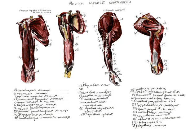 Conjunto de anatomia músculos e ossos humanos. ilustração aquarela desenhada à mão. Isolado em branco. Corpo, pessoas, homem, mulher — Fotografia de Stock