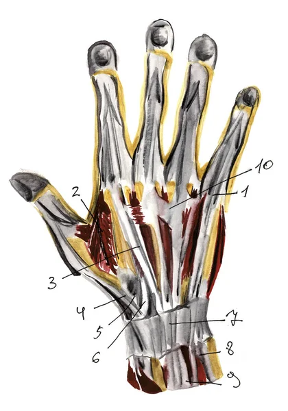 Set van anatomie menselijke spieren en botten. Met de hand getekend aquarel illustratie. Geïsoleerd op wit. Lichaam, mensen, man, vrouw — Stockfoto