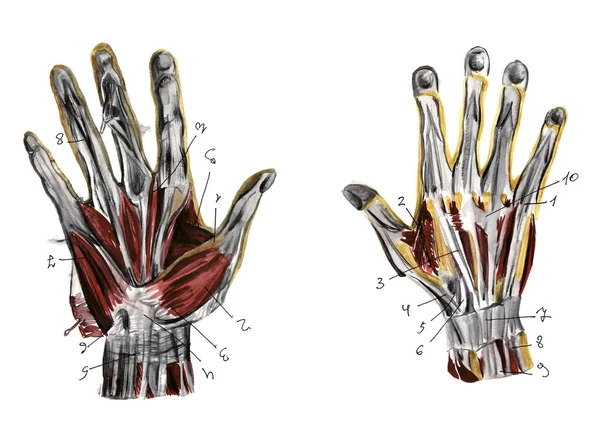 Set van anatomie menselijke spieren en botten. Met de hand getekend aquarel illustratie. Geïsoleerd op wit. Lichaam, mensen, man, vrouw — Stockfoto