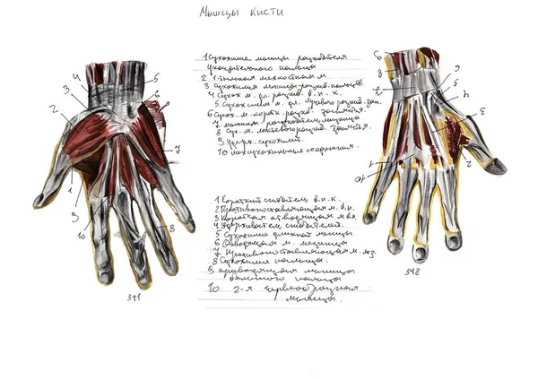 Conjunto de anatomia músculos e ossos humanos. ilustração aquarela desenhada à mão. Isolado em branco. Corpo, pessoas, homem, mulher — Fotografia de Stock