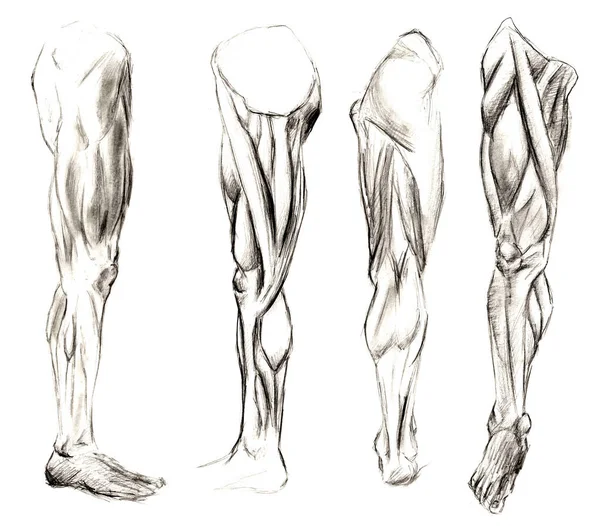 Een set van anatomie menselijke handschedel botten. Met de hand getekend potlood illustratie. Geïsoleerd op wit. Lichaam, mensen, man, vrouw — Stockfoto