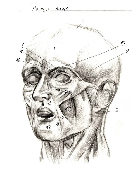 Набор анатомии черепных костей человеческой руки. Ручной рисунок карандаша. Изолирован на белом. Тело, человек, мужчина, женщина — стоковое фото