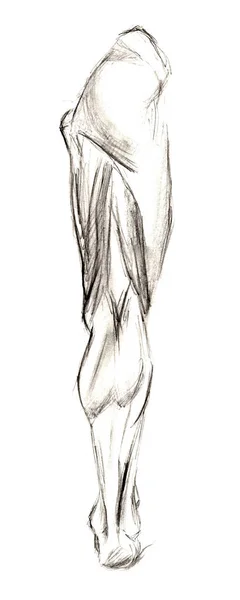 Egy sor anatómia emberi kéz lapockacsontok. Kézzel rajzolt ceruza illusztráció. Elszigetelve a fehérektől. Test, emberek, férfi, nő — Stock Fotó