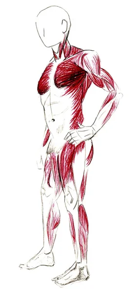 Set of anatomy human hand scull bones. Hand drawn pencil illustration. Isolated on white. Body, people, man, woman — ストック写真