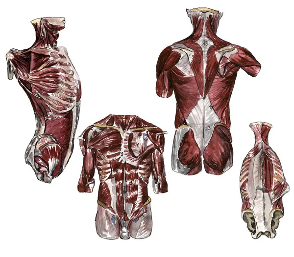 Een set van anatomie menselijke handschedel botten. Met de hand getekend potlood illustratie. Geïsoleerd op wit. Lichaam, mensen, man, vrouw — Stockfoto