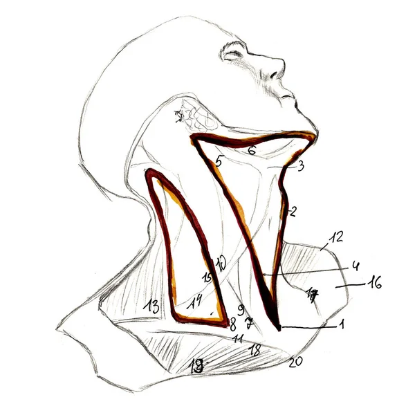Anatomie Schädelknochen menschlicher Hand. handgezeichnete Bleistift-Illustration. isoliert auf weiß. Körper, Menschen, Mann, Frau — Stockfoto