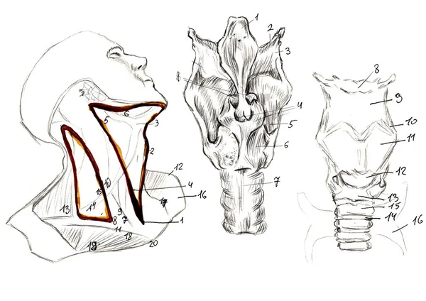 Bir dizi anatomi insan eli kemikleri ezer. El çizimi kalem çizimi. Beyazda izole edilmiş. Vücut, insanlar, erkek, kadın — Stok fotoğraf