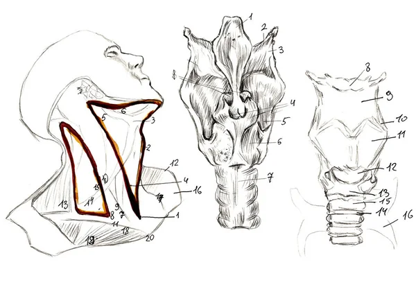 Conjunto de anatomia da mão humana osscull ossos. Ilustração a lápis desenhada à mão. Isolado em branco. Corpo, pessoas, homem, mulher — Fotografia de Stock