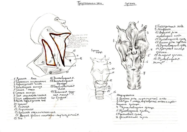 Conjunto de anatomia da mão humana osscull ossos. Ilustração a lápis desenhada à mão. Isolado em branco. Corpo, pessoas, homem, mulher — Fotografia de Stock