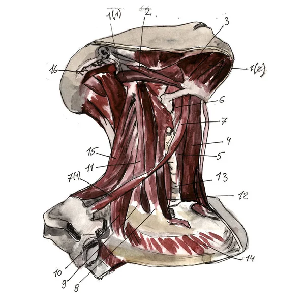 Anatomie Schädelknochen menschlicher Hand. handgezeichnete Bleistift-Illustration. isoliert auf weiß. Körper, Menschen, Mann, Frau — Stockfoto