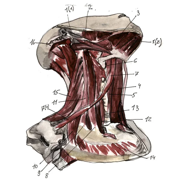 Een set van anatomie menselijke handschedel botten. Met de hand getekend potlood illustratie. Geïsoleerd op wit. Lichaam, mensen, man, vrouw — Stockfoto