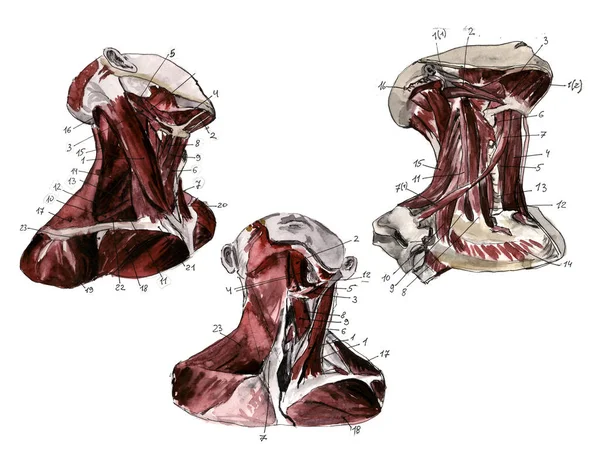 Conjunto de anatomia da mão humana osscull ossos. Ilustração a lápis desenhada à mão. Isolado em branco. Corpo, pessoas, homem, mulher — Fotografia de Stock