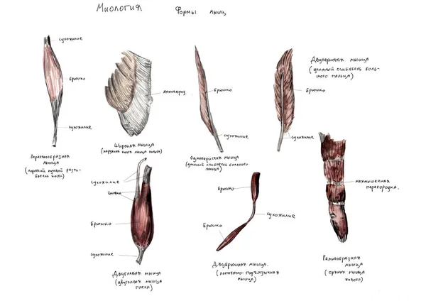 Zestaw anatomii ludzka ręka wydłubuje kości. Ręcznie rysowany ołówek ilustracji. Odizolowany na biało. Ciało, ludzie, mężczyzna, kobieta — Zdjęcie stockowe