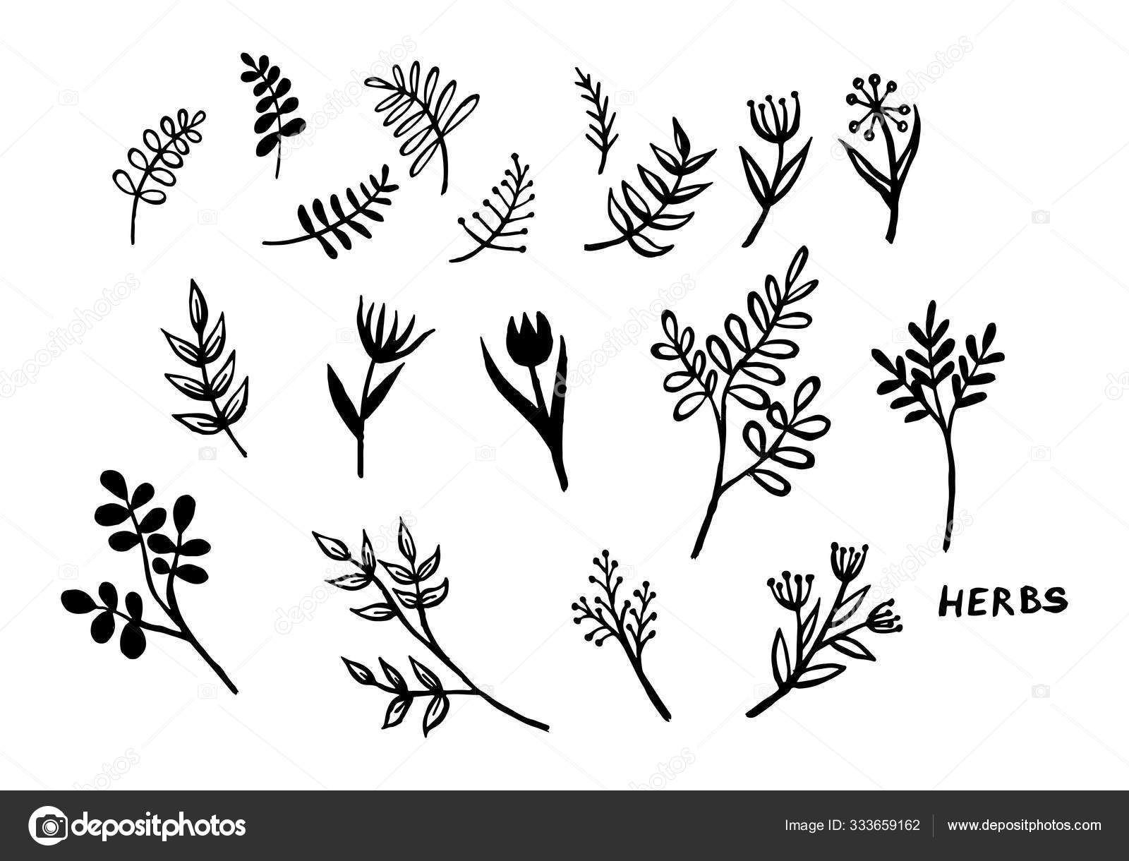 Vintage Vector Set Of Hand Drawn Tree Branches With Leaves And Flowers Spring Time Blossom Floral Cute Vector Image By C Angelina Vector Stock Vintage Vector Set Of Hand Drawn Tree Branches With Leaves And Flowers Spring Time Blossom Floral Cute Vector Image By C Angelina Vector Stock