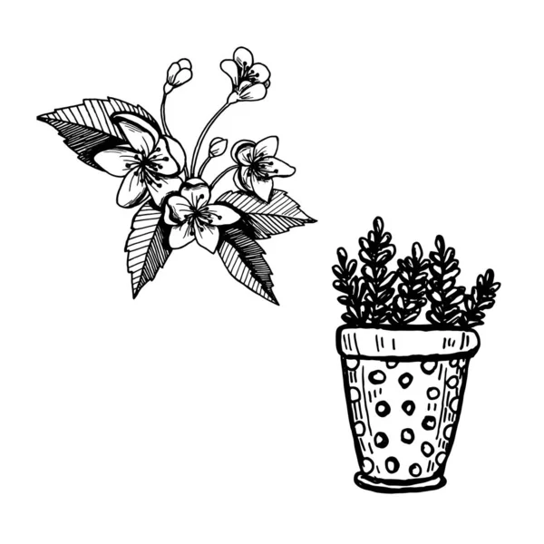 用叶子手绘植物和树枝。 矢量花的轮廓。 图形设计元素。 黑白植物学图解. — 图库矢量图片
