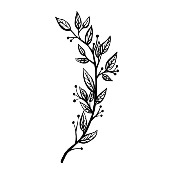 Ručně kreslené rostliny a větve stromů s listy. Květinové siluety vektoru. Grafické prvky designu. Černobílá botanická ilustrace. — Stockový vektor