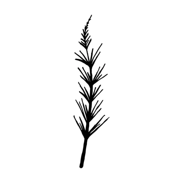 Plantes dessinées à la main et branches d'arbres avec feuilles. Silhouettes florales vectorielles. Eléments de design graphique. Illustration botanique en noir et blanc . — Image vectorielle