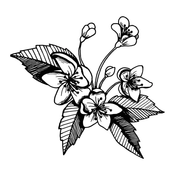 Ручной рисунок растений и ветвей деревьев с листьями. Векторные цветочные силуэты. Графические элементы дизайна. Черно-белая ботаническая иллюстрация . — стоковый вектор