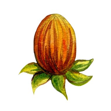 Bir dizi suluboya bitki ve çiçek çizimi