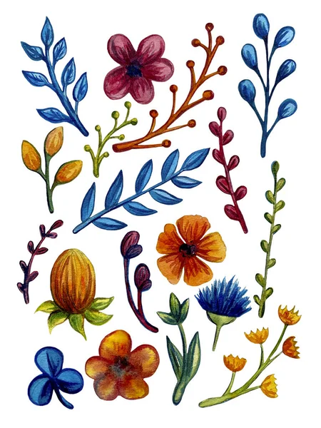 Set Watercolor Drawing Herbs Flowers Illustration — Stock Photo, Image