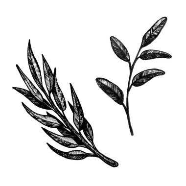 Son derece detaylı elle çizilmiş topluluğu izole üzerinde beyaz arka plan bırakır