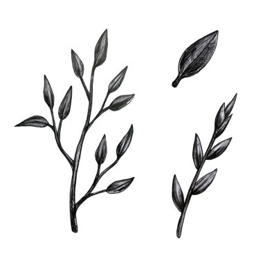 Tipik çiçekli çiçek koleksiyonu ve Lily, Calla, Tulip ve benzeri yapraklar. Çizim kalemi ile ayrıntılı açıklama.