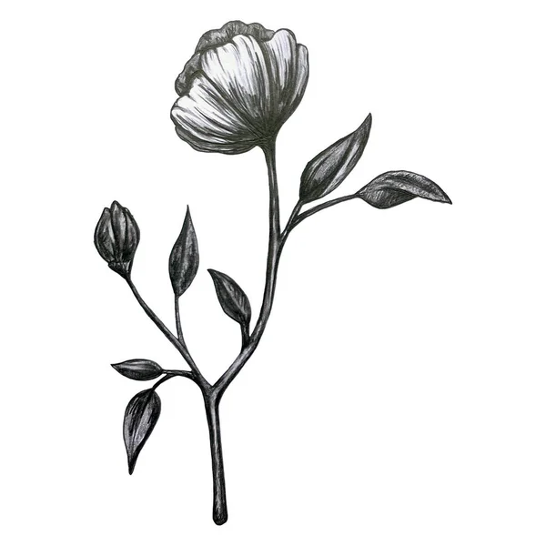 Tipik çiçekli çiçek koleksiyonu ve Lily, Calla, Tulip ve benzeri yapraklar. Çizim kalemi ile ayrıntılı açıklama.