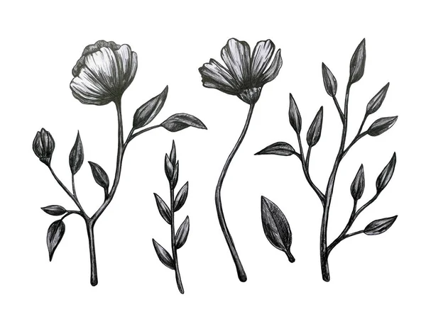 Коллекция цветов с типичными цветами и листьями, включая Лили, Калла, Тюльпан и т.д. Подробное описание с рисунком и карандашом . — стоковое фото